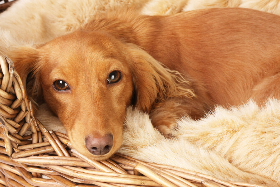 角膜内皮ジストロフィーってどんな病気 原因や症状 好発犬種や治療 予防法について わんこラボ