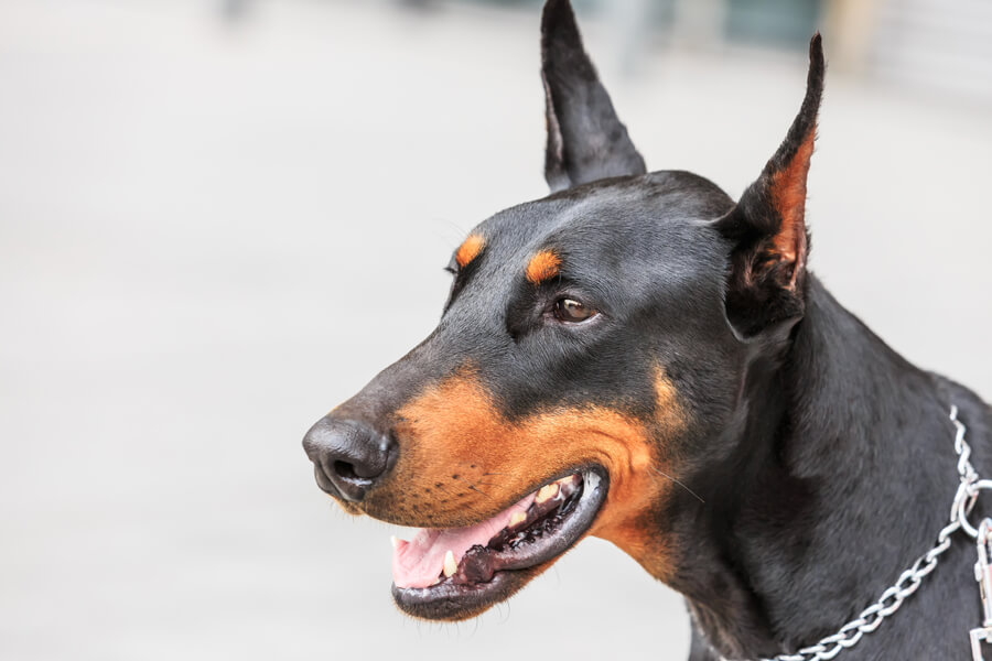 犬の まろ眉 はなぜできる 可愛い眉毛の仕組みや歴史 犬種について わんこラボ