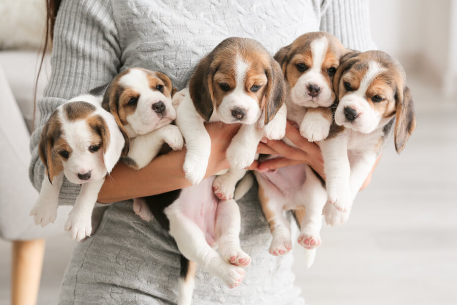 犬の まろ眉 はなぜできる 可愛い眉毛の仕組みや歴史 犬種について わんこラボ