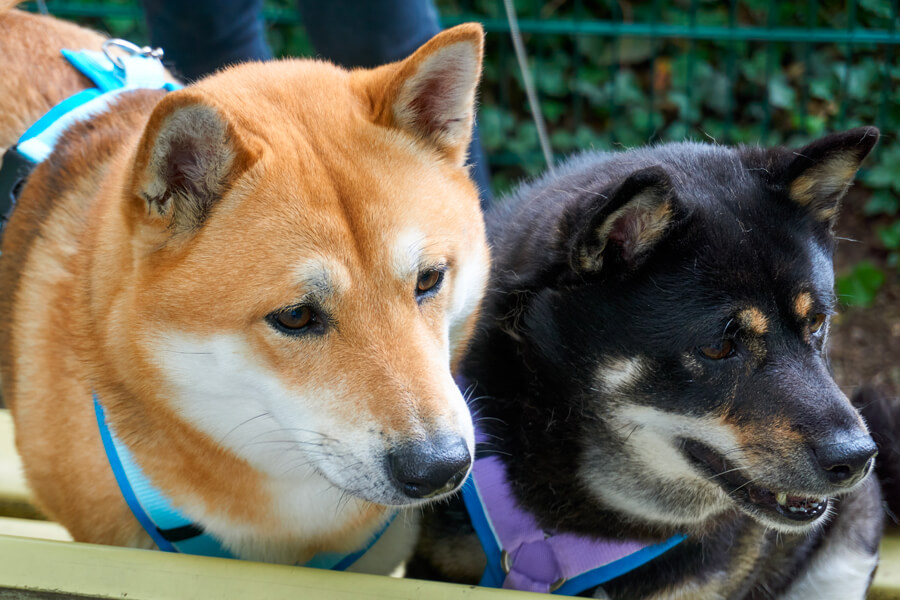 犬の まろ眉 はなぜできる 可愛い眉毛の仕組みや歴史 犬種について わんこラボ