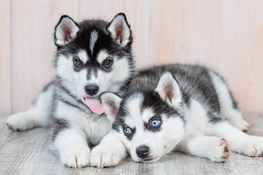 犬の まろ眉 はなぜできる 可愛い眉毛の仕組みや歴史 犬種について わんこラボ