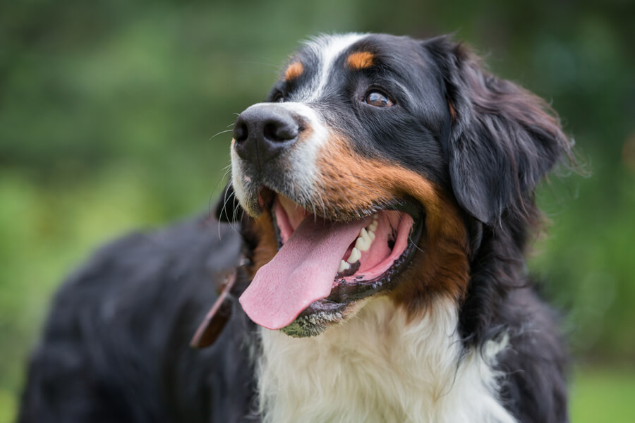 犬の まろ眉 はなぜできる 可愛い眉毛の仕組みや歴史 犬種について わんこラボ