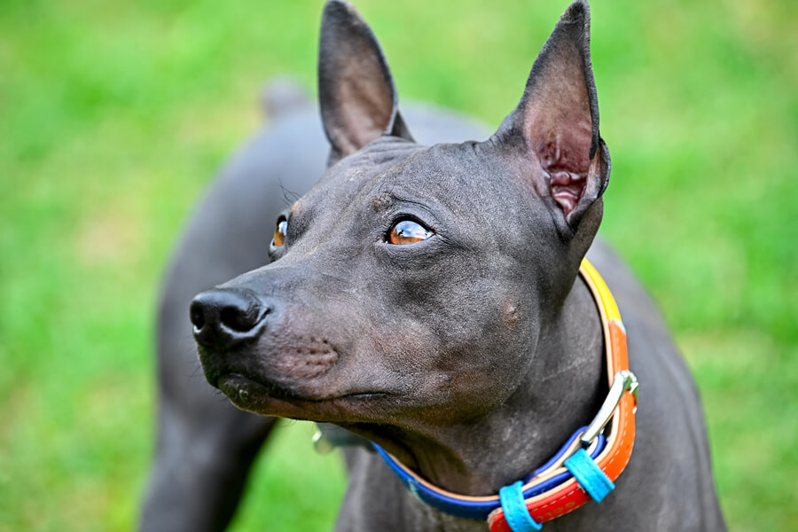 毛のない犬はなぜ生まれる 全7種類のヘアレスドッグの特徴や飼育上の注意点 わんこラボ