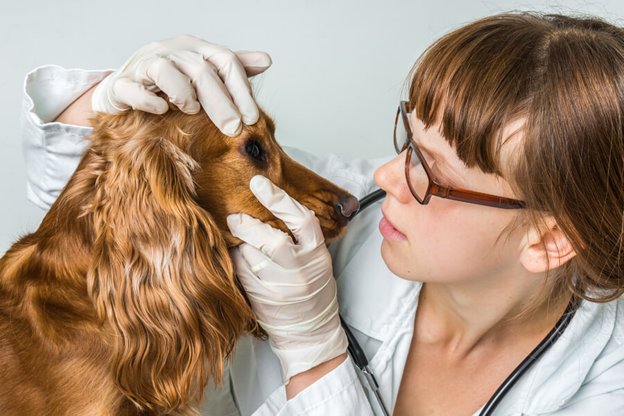 進行性網膜萎縮症ってどんな病気？原因や症状、好発犬種や治療・予防法について