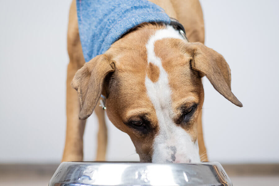 犬はほうれん草を食べても大丈夫 栄養面のメリットや適量 与える際の注意点 わんこラボ