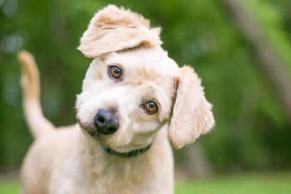 犬が首を左右にかしげるのはよく聞いてくれている証拠?仕草と心理