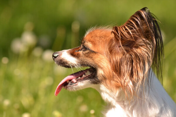 犬が舌を出す「パンティング」呼吸がハアハアと荒い理由や原因とは?