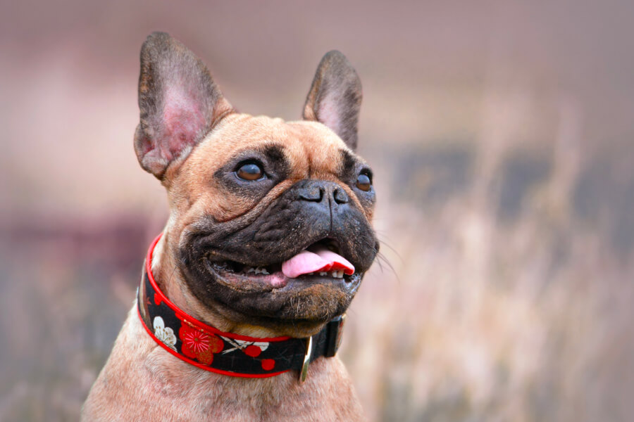 犬が舌を出す パンティング 呼吸がハアハアと荒い理由や原因とは わんこラボ