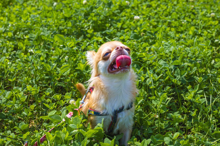 犬が舌を出す パンティング 呼吸がハアハアと荒い理由や原因とは わんこラボ