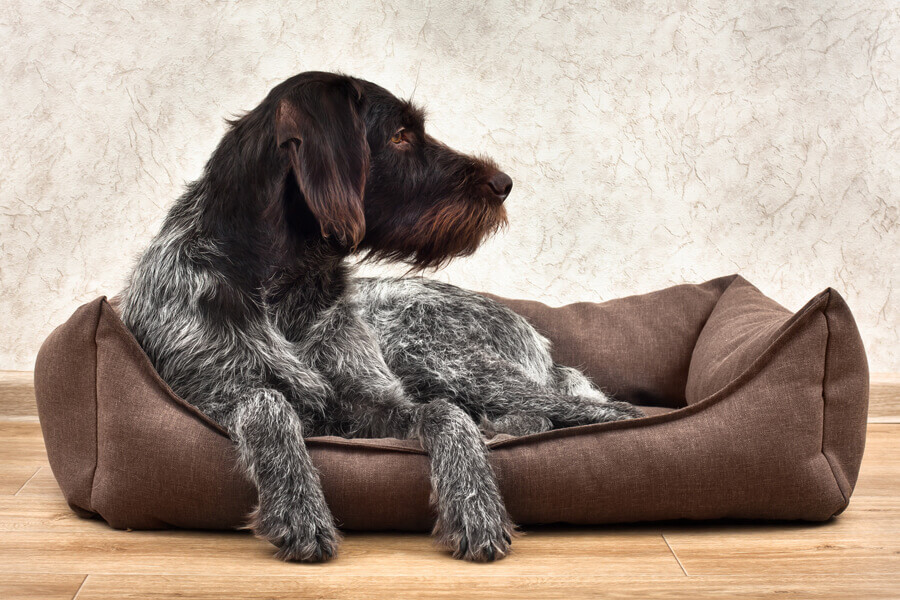 犬のウソを研究した論文が発表