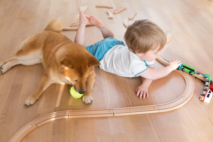 犬の嘘は、戦略的なウソ