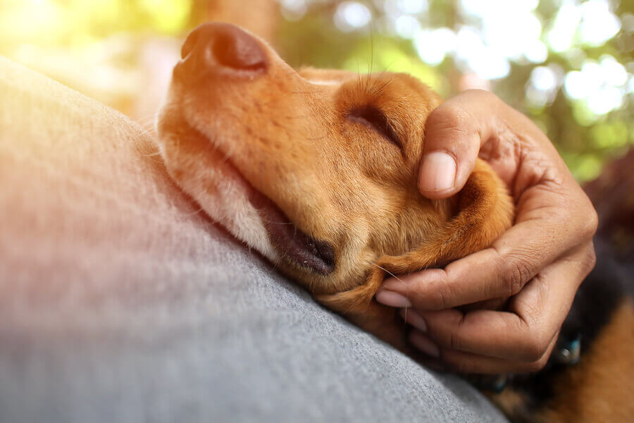 普段の生活でも見せる犬の可愛らしい「嘘」