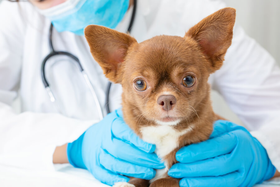 犬の緑内障の原因とは？症状や治療法、予防方法についても解説