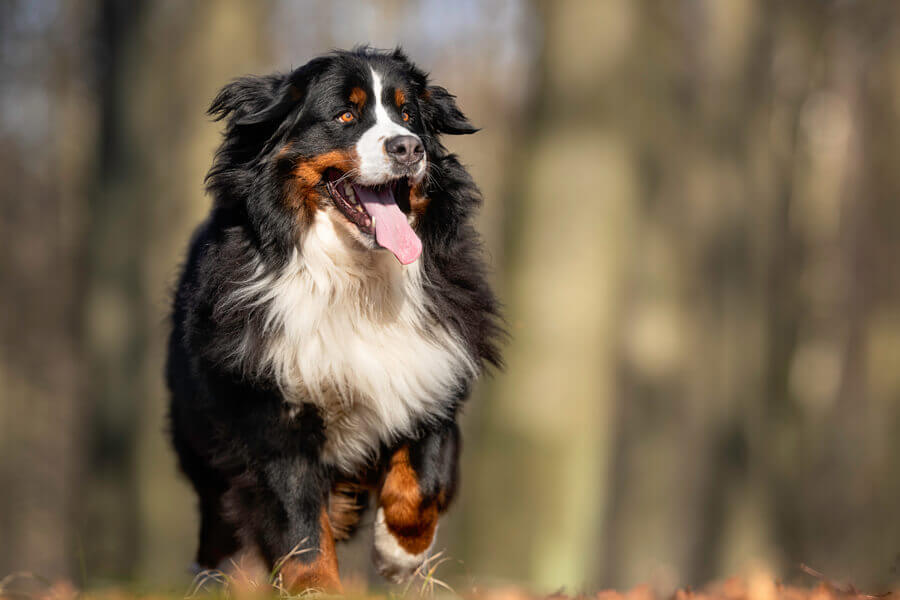 大型犬に多い「股関節形成不全」とは？原因や症状、対策について