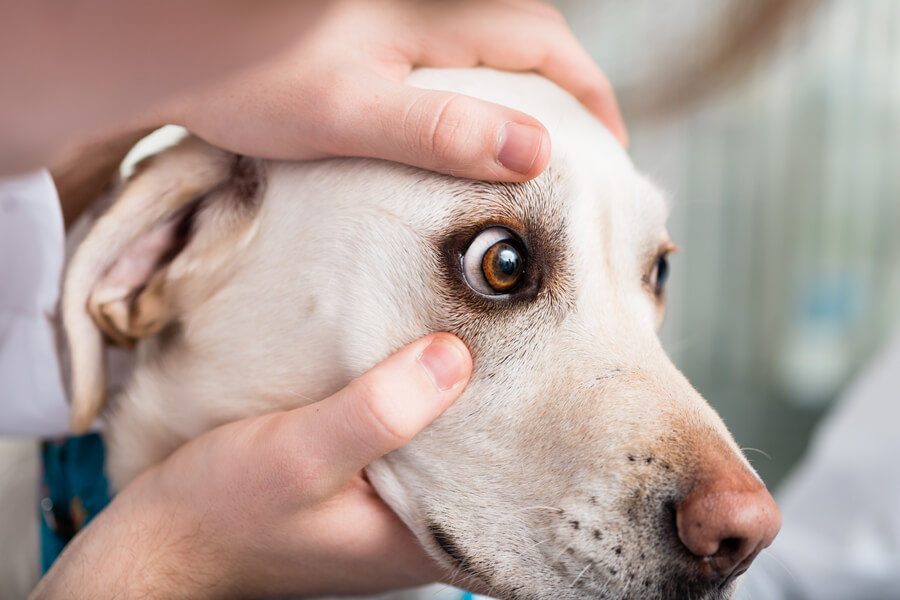 犬の角膜炎ってどんな病気？原因や症状、治療・予防法について