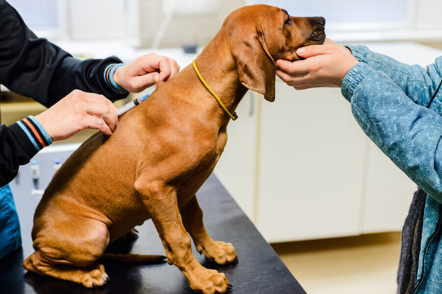 犬パルボウイルス感染症ってどんな病気 原因や症状 予防法について わんこラボ