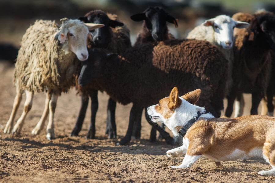 コーギーの尻尾はなぜ短い 犬の断尾の歴史と役割 犬種について わんこラボ