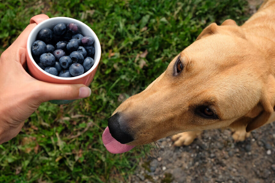 犬にブルーベリーを食べさせても大丈夫 メリットと適量 与える際の注意点 わんこラボ