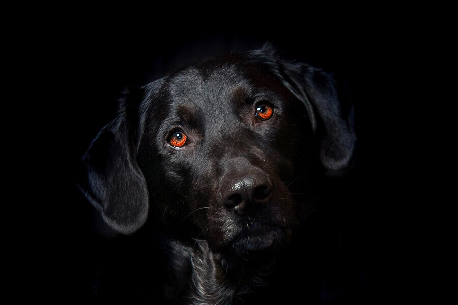 犬の目が暗闇で赤や緑に光るのはなぜ？理由や病気の可能性とは