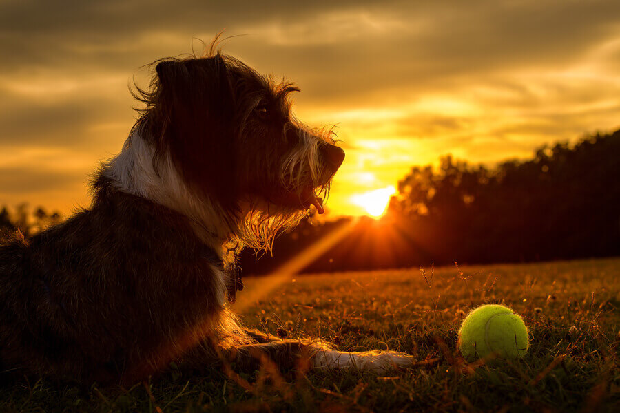 犬の目が暗闇で赤や緑に光るのはなぜ 理由や病気の可能性とは わんこラボ