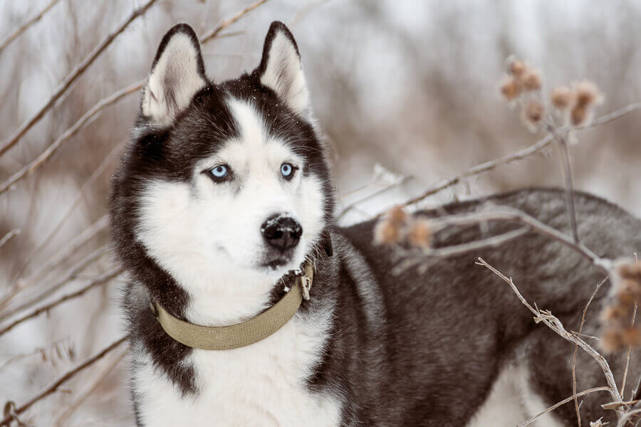 犬の目が暗闇で赤や緑に光るのはなぜ 理由や病気の可能性とは わんこラボ