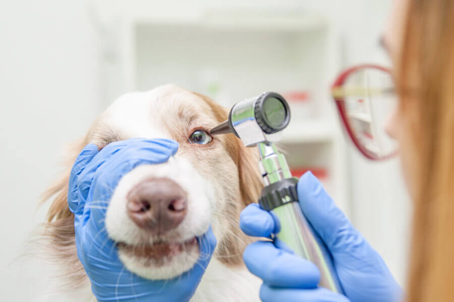 犬の目が暗闇で赤や緑に光るのはなぜ 理由や病気の可能性とは わんこラボ