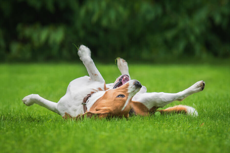 犬がミミズに体を擦り付けたり食べるのはなぜ 寄生虫の危険性や対策 わんこラボ