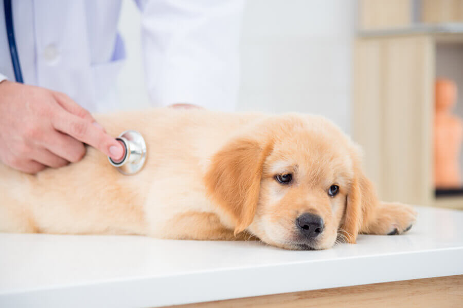 犬がミミズに体を擦り付けたり食べるのはなぜ 寄生虫の危険性や対策 わんこラボ