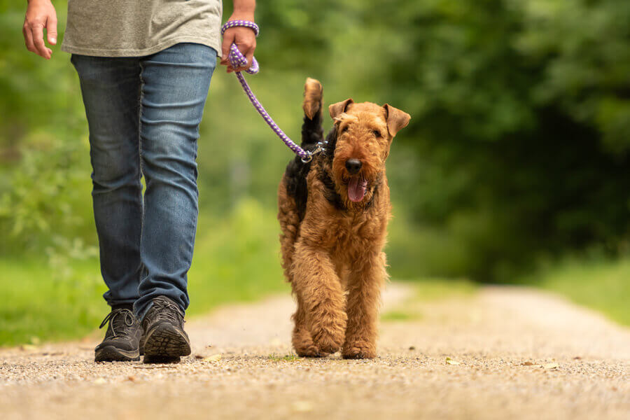 犬がミミズに体を擦り付けたり食べるのはなぜ 寄生虫の危険性や対策 わんこラボ