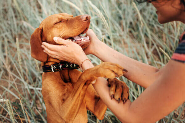 嬉しい時にしちゃう犬のうれしょん！いつまでする？治し方はあるの？