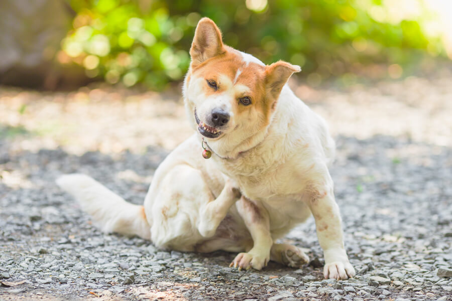 マンゴーワームに要注意 犬だけでなく人間にとっても危険な寄生虫とは わんこラボ