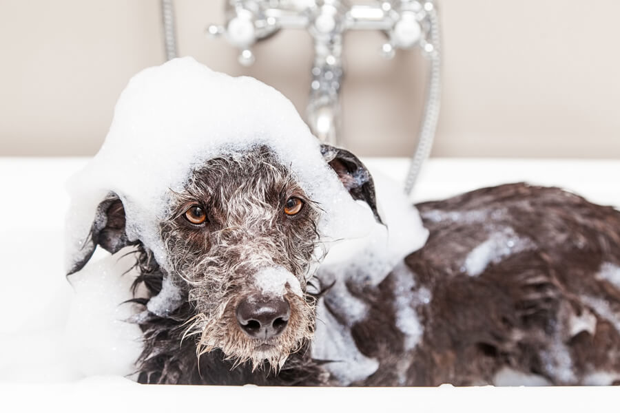 マンゴーバエの侵入の兆候と症状