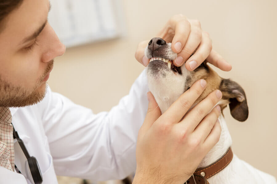 犬のアンダーショットやオーバーショットとは 犬種別で見る歯の噛み合わせ わんこラボ