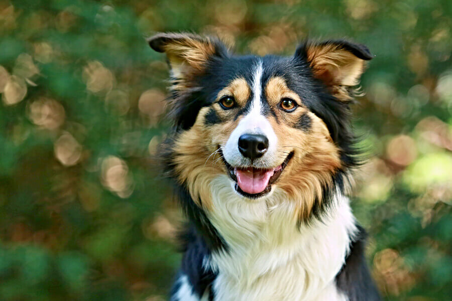 犬は大根を食べても大丈夫 栄養面のメリットや適量 与える際の注意点 わんこラボ