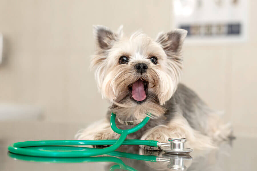 気管虚脱ってどんな病気？原因や症状、好発犬種や治療・予防法について