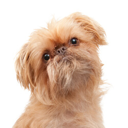 ブリュッセルグリフォン