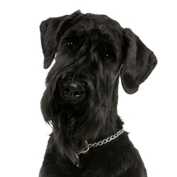 ジャイアントシュナウザー