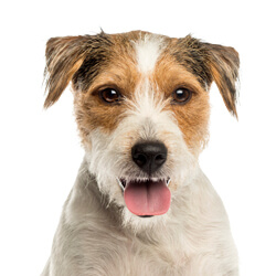 パーソンラッセルテリア