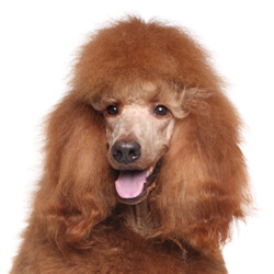 プードル（スタンダードプードル）