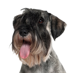 スタンダードシュナウザー