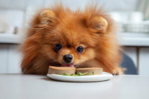 犬の食物アレルギーとは？原因や症状、検査について詳しく解説