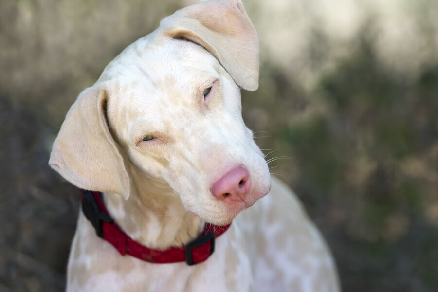 アルビノの犬の特徴は？原因や白変種との違い、寿命についても解説