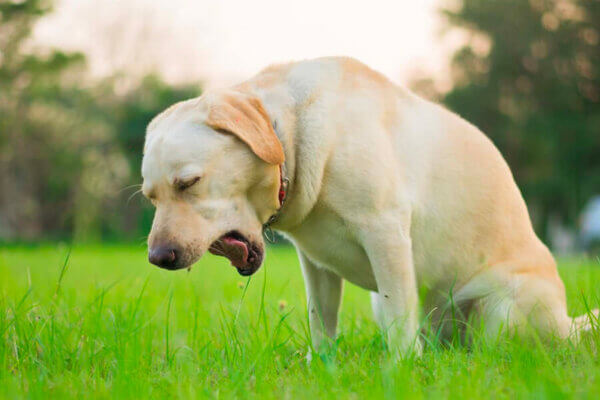 愛犬が「カハッ」と咳をする!その原因や考えられる病気・対処法