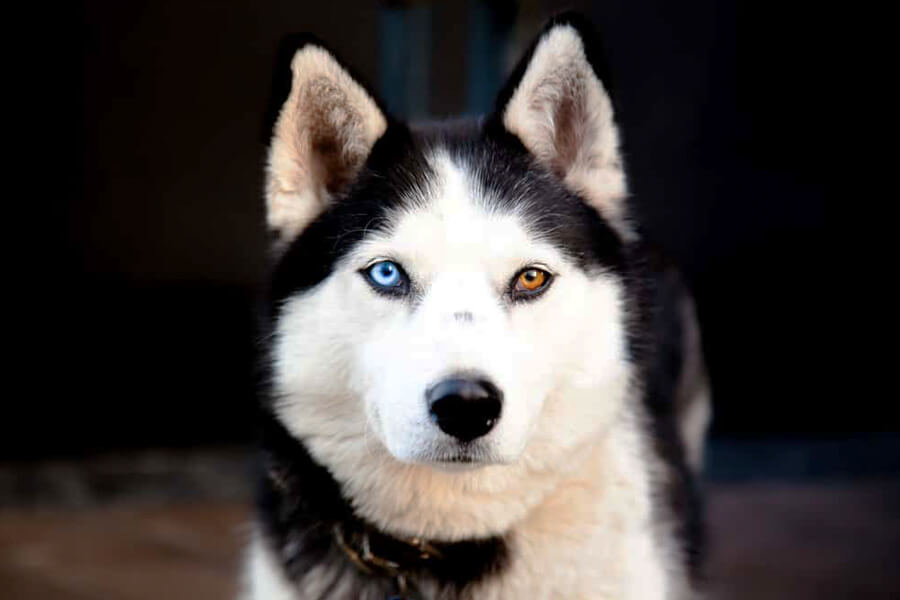 オッドアイの目の色が生まれやすい犬種は？理由やリスク、飼育上の注意点