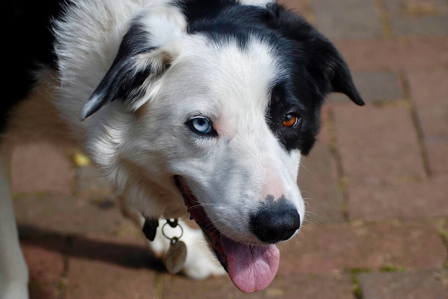 オッドアイの目の色が生まれやすい犬種は 理由やリスク 飼育上の注意点 わんこラボ