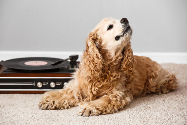 犬が寝る音楽や落ち着く音楽は?犬の睡眠とリラックス効果について