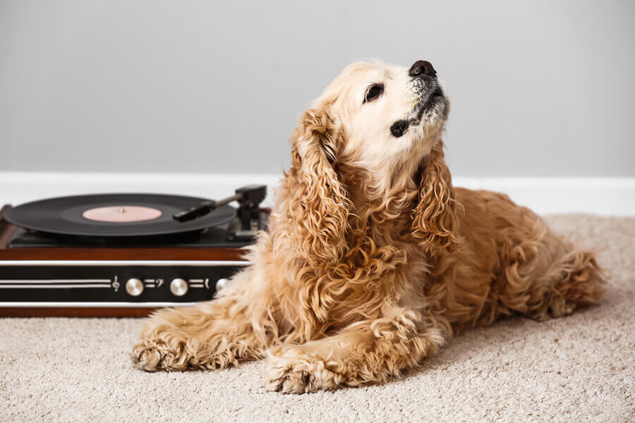 犬が寝る音楽や落ち着く音楽は？犬の睡眠とリラックス効果について