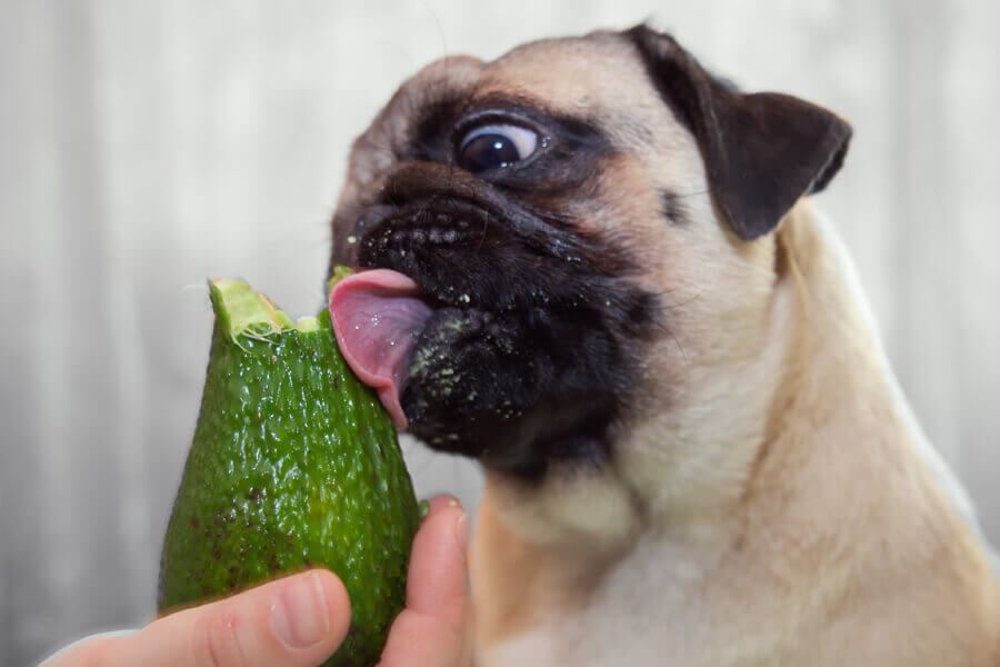 犬にアボカドはng 与えてはいけない理由と食べてしまった時の症状 対策 わんこラボ