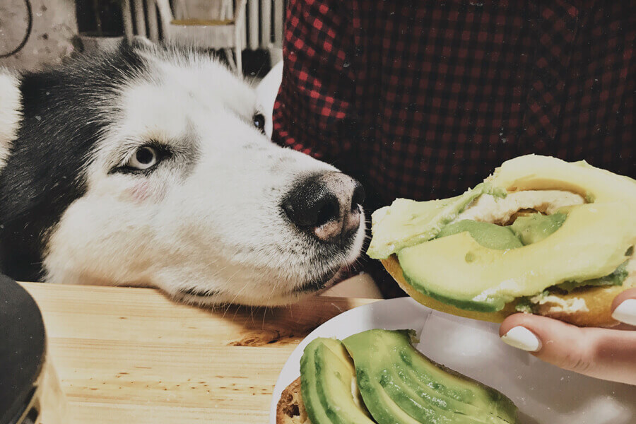 犬にアボカドはng 与えてはいけない理由と食べてしまった時の症状 対策 わんこラボ