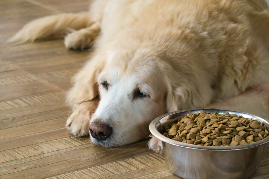 老犬がご飯を食べない時に考えられる原因は？対処法や食べさせ方について